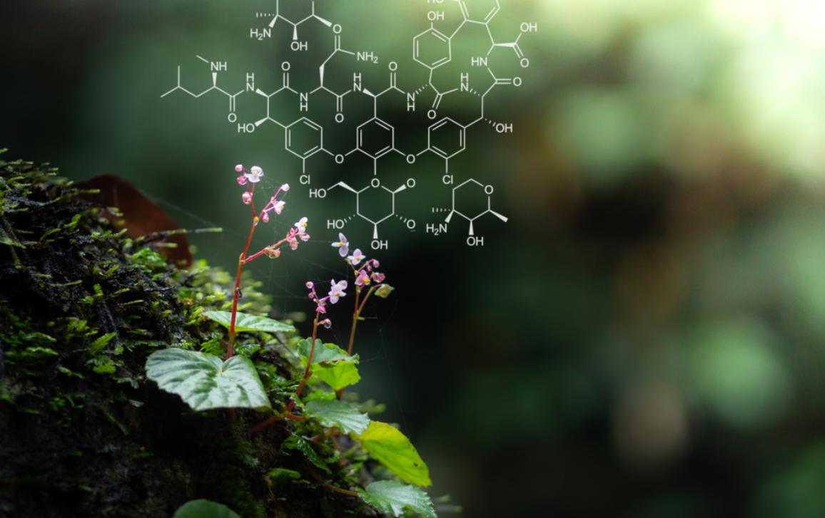  Phytochemistry