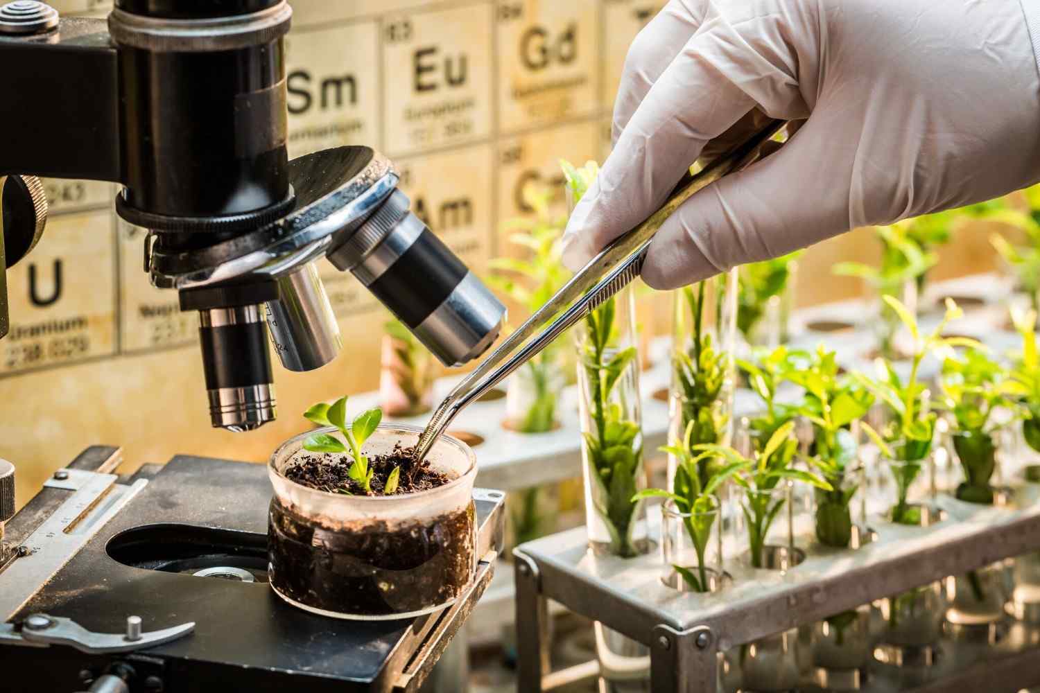 Plant Biotechnology